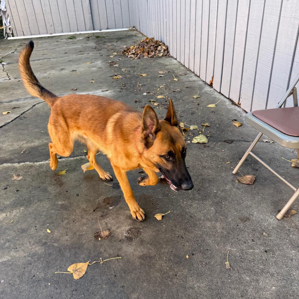 Milo, Adoptable, Young Male Belgian Shepherd / Malinois.