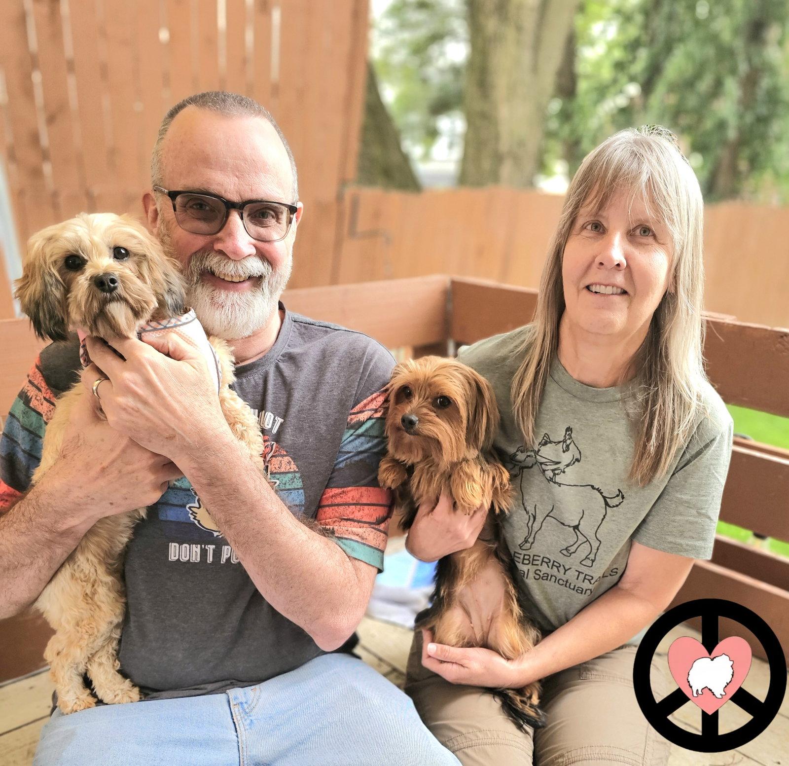 Zoe, Adopted, Young Female Shih Tzu & Poodle.