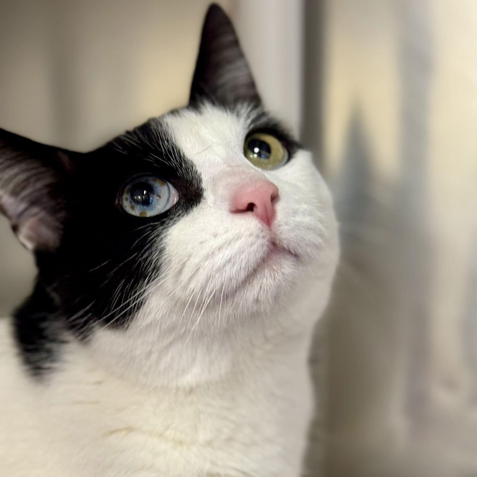 Enlarge Coco, a Adopted Domestic Short Hair in Winchendon, MA image 1/3