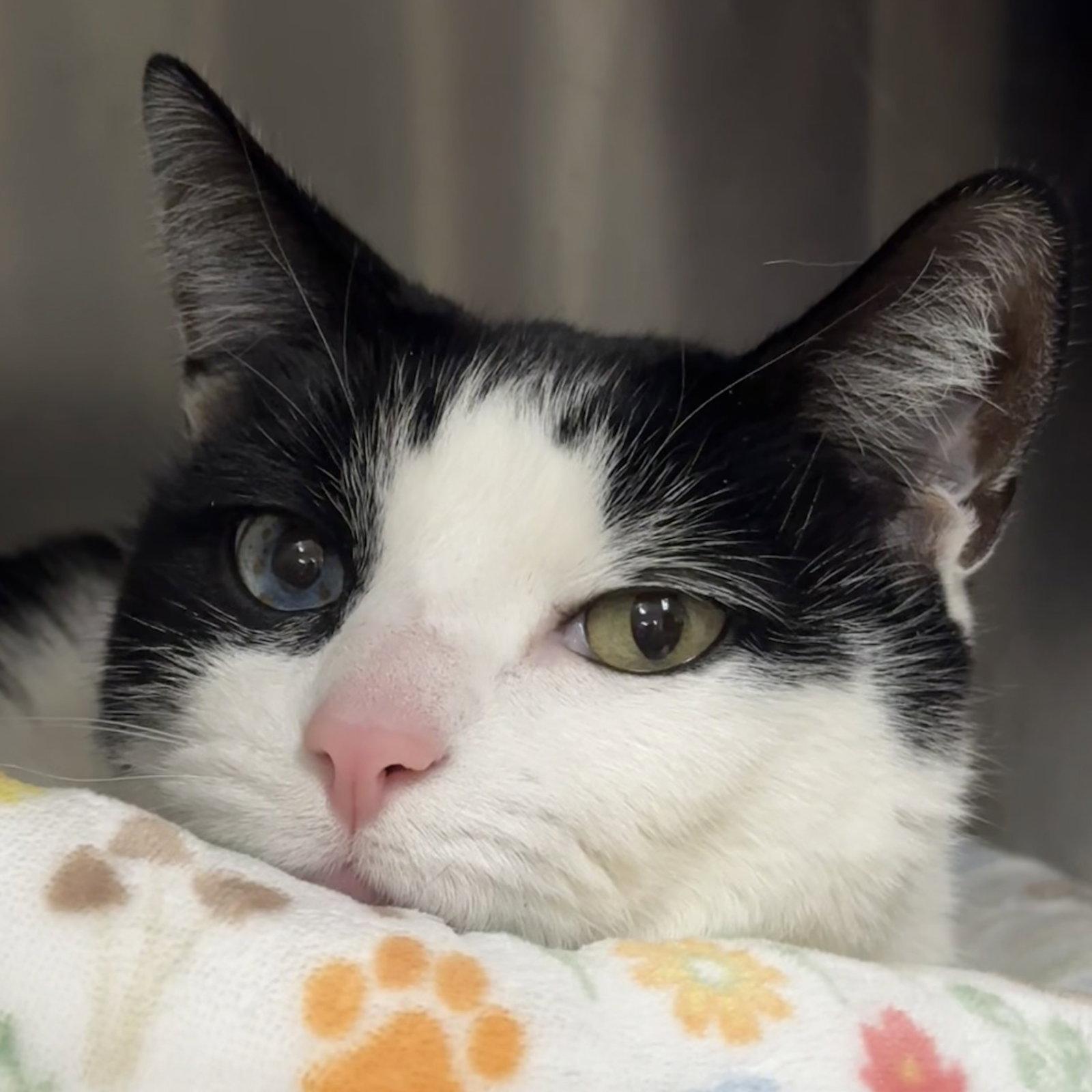 Enlarge Coco, a Adopted Domestic Short Hair in Winchendon, MA image 2/3