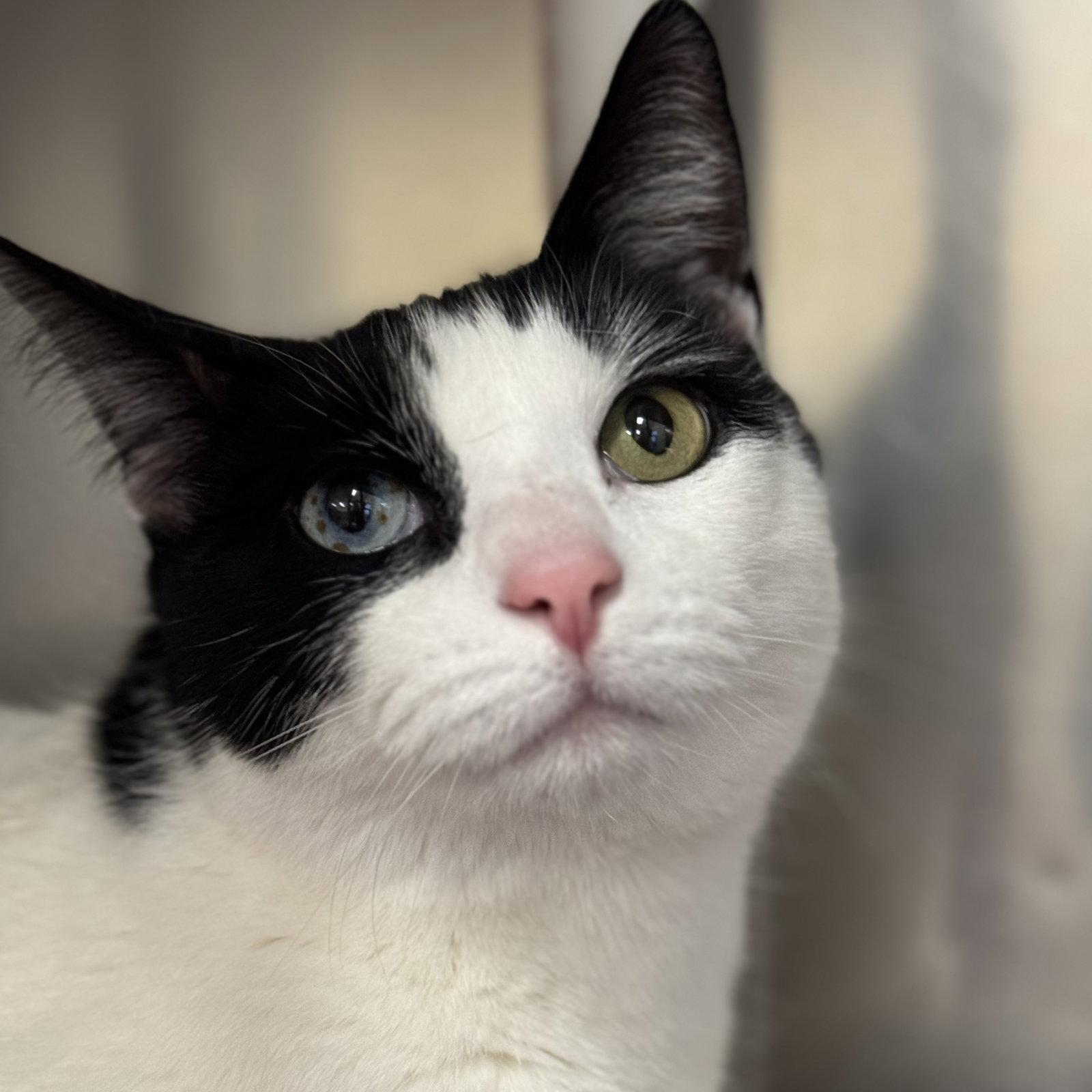 Enlarge Coco, a Adopted Domestic Short Hair in Winchendon, MA image 3/3