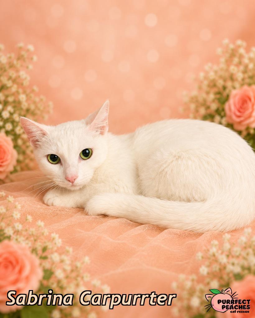 Enlarge Sabrina Carpurrter, a Adoptable mixed breed in Douglasville, GA image 1/1