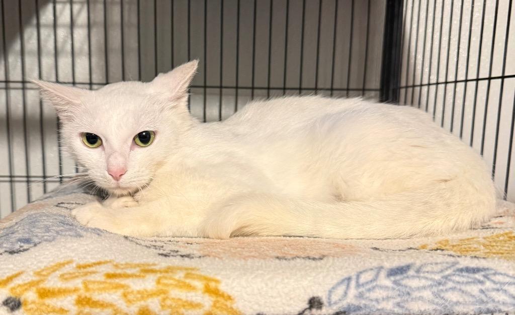 Enlarge Sabrina Carpurrter, a Adoptable mixed breed in Douglasville, GA image 2/2