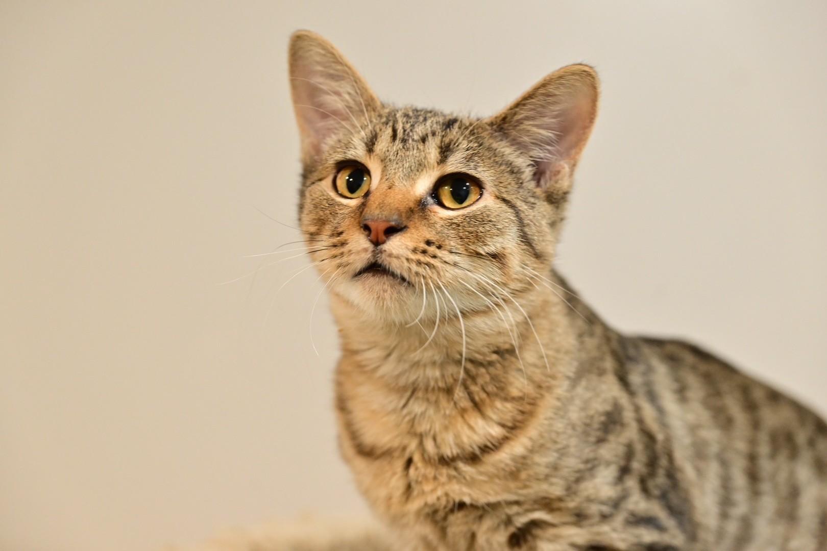 Enlarge Petey, a Adoptable Domestic Short Hair in North Kansas City, MO image 1/2