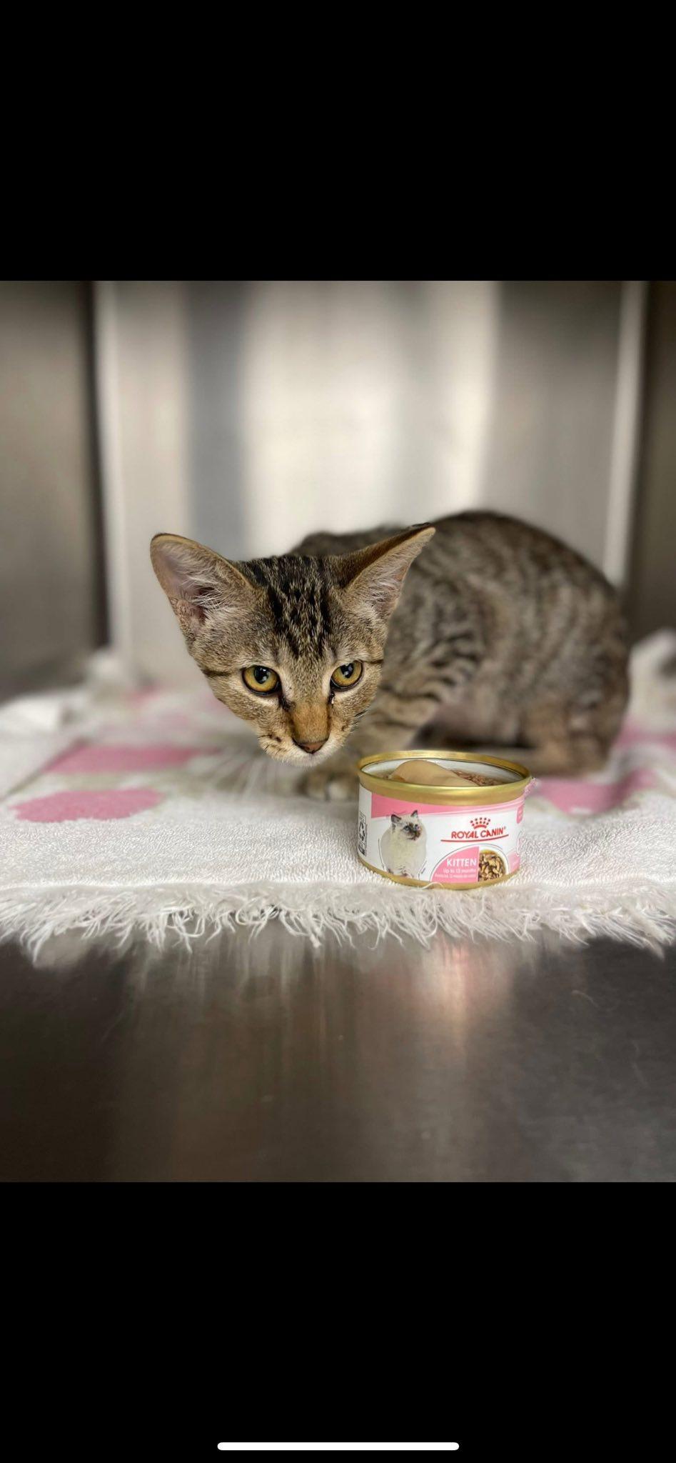 Petey, Adoptable, Kitten Male Domestic Short Hair.