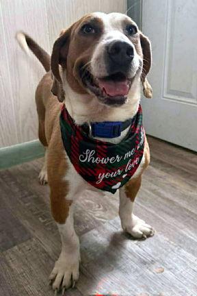 GEORGE, Adoptable, Young Male Basset Hound.