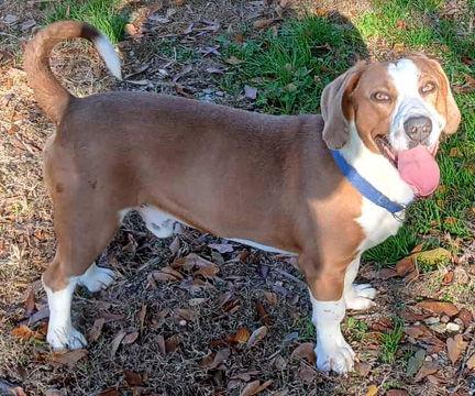 Enlarge GEORGE, a Adoptable Basset Hound in Mays Landing, NJ image 2/3
