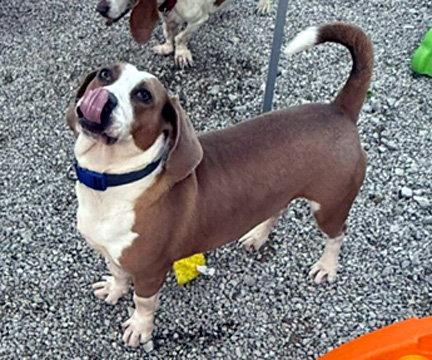 GEORGE, Adoptable, Young Male Basset Hound.