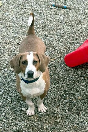 Enlarge GEORGE, a Adoptable Basset Hound in Mays Landing, NJ image 2/3