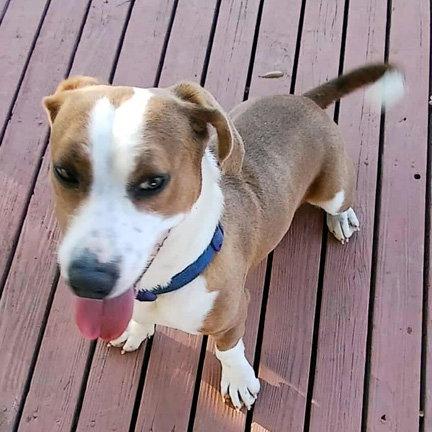 Enlarge GEORGE, a Adoptable Basset Hound in Mays Landing, NJ image 3/3