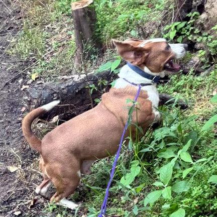 Enlarge GEORGE, a Adoptable Basset Hound in Mays Landing, NJ image 3/3