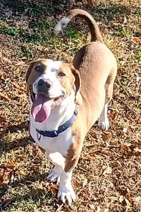 Enlarge GEORGE, a Adoptable Basset Hound in Mays Landing, NJ image 3/3