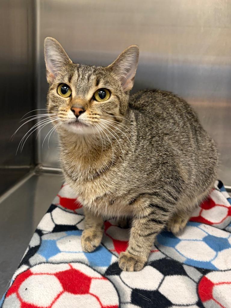 Pippa, adopted, Young Female Domestic Short Hair.