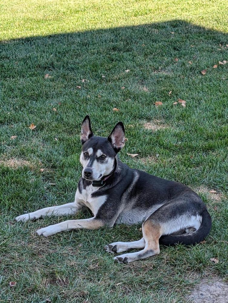 Alba II, Adoptable, Young Female German Shepherd Dog & Husky.