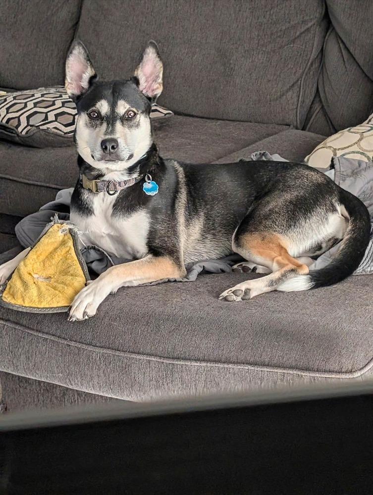Enlarge Alba II, a Adoptable mixed breed in Fredonia, WI image 3/6