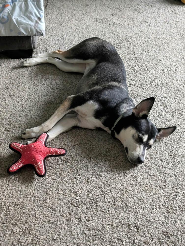 Enlarge Alba II, a Adoptable mixed breed in Fredonia, WI image 4/6