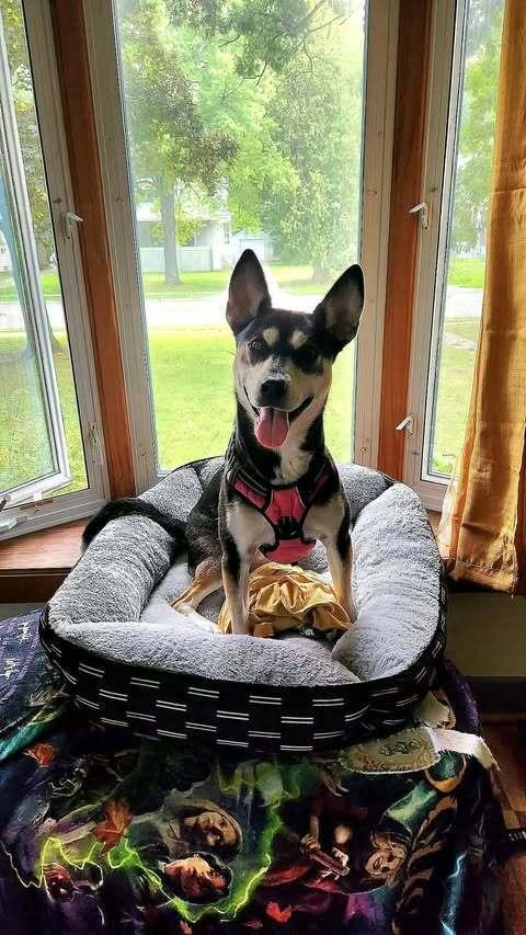 Enlarge Alba II, a Adoptable mixed breed in Fredonia, WI image 5/6