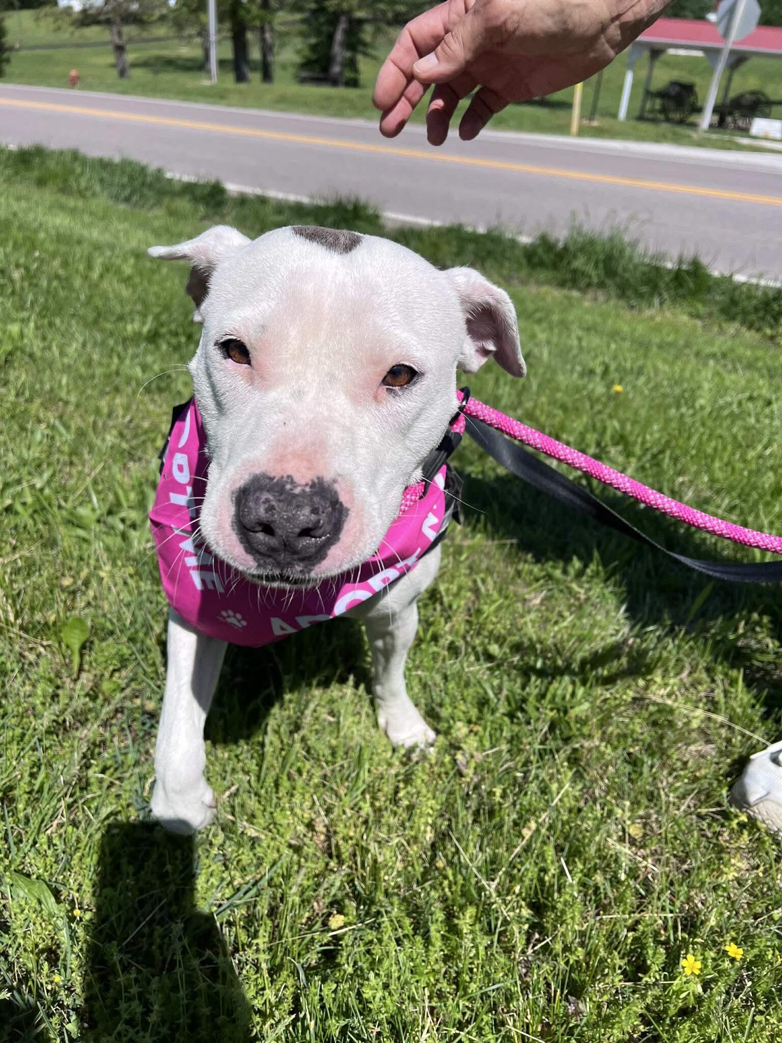 Dot, Adopted, Adult Female Terrier.