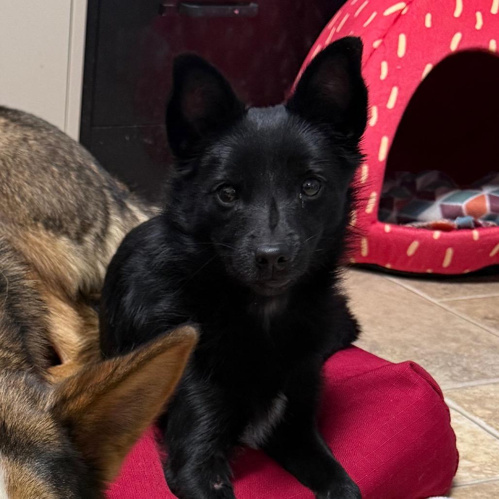 Mimi, Adoptable, Young Female Mixed Breed.