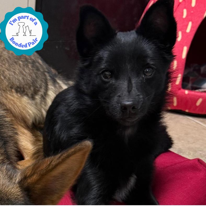 Enlarge Mimi, a Adoptable Mixed Breed in Tipton, IA image 2/2