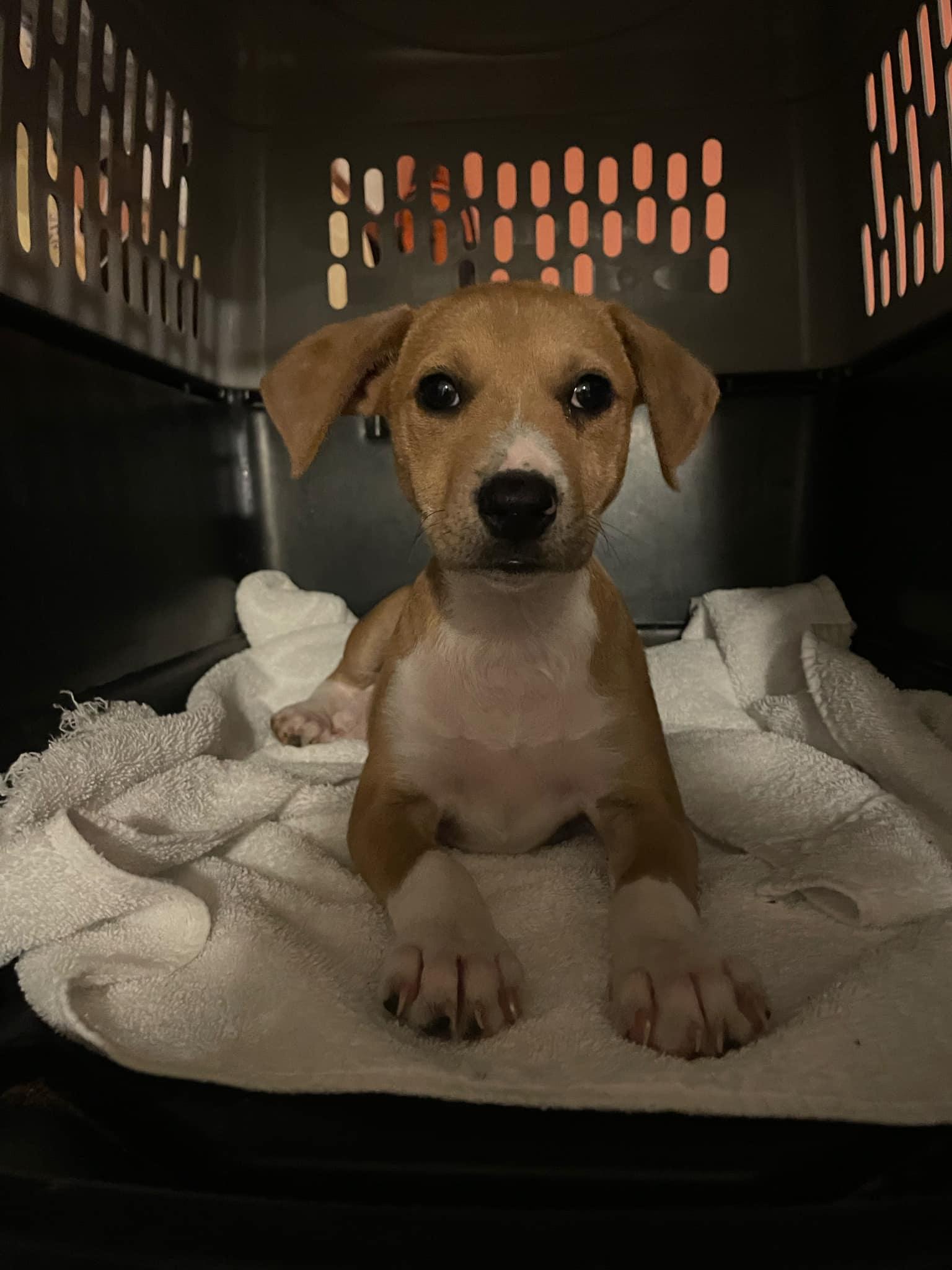 Enlarge Lacie, a Adopted Jack Russell Terrier in Oak Ridge, TN image 5/6