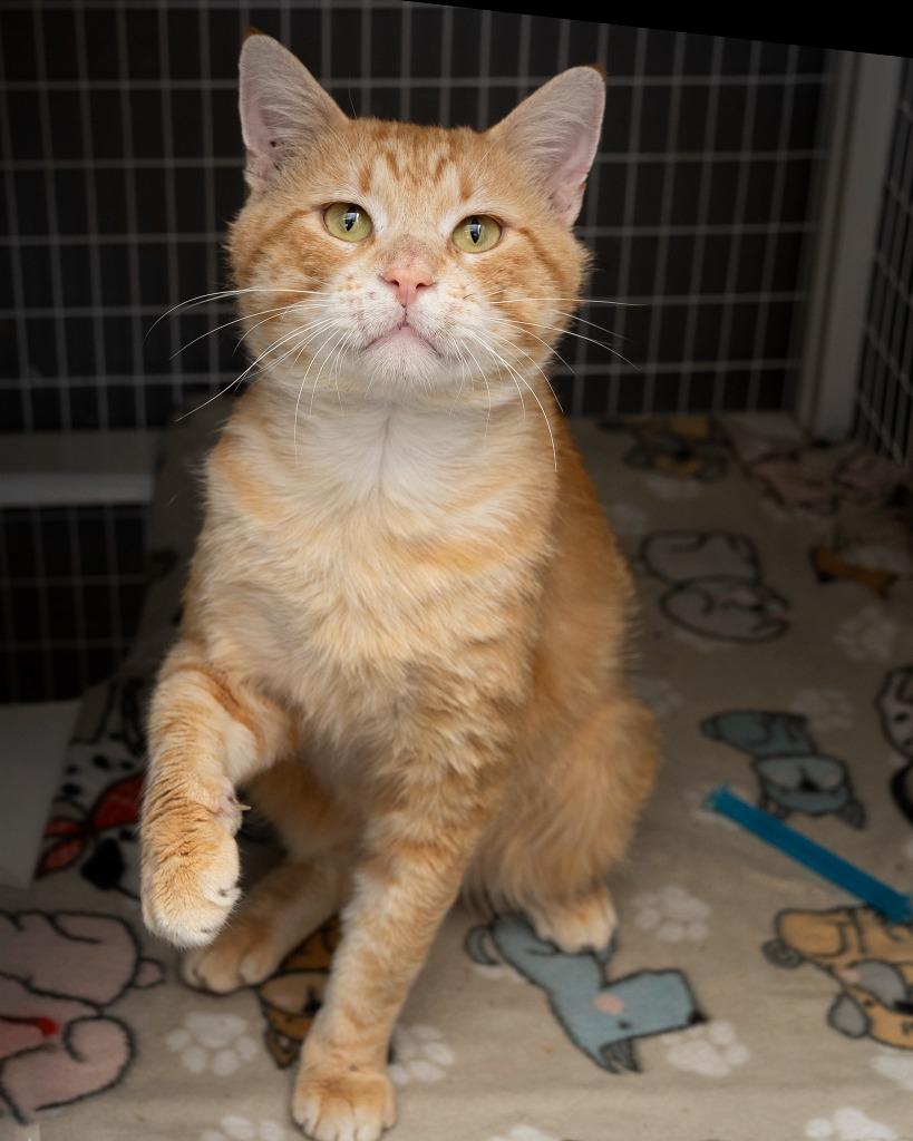 Odie, Adoptable, Adult Male Domestic Short Hair.