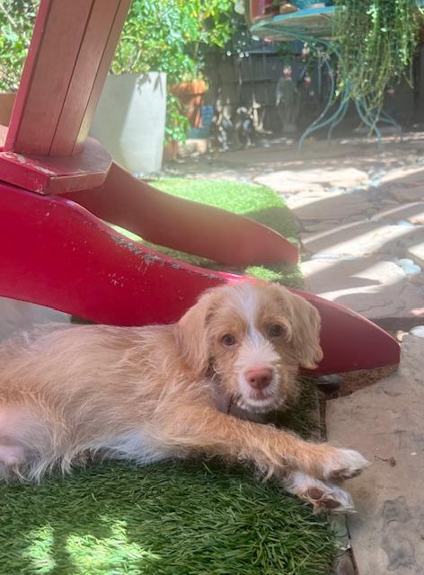 Enlarge Joey, a Adopted mixed breed in El Segundo, CA image 1/1