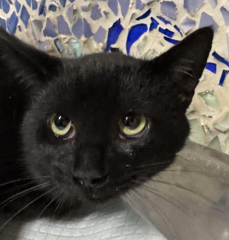 Enlarge STRUMMER, a Adoptable Domestic Short Hair in Pensacola, FL image 1/1