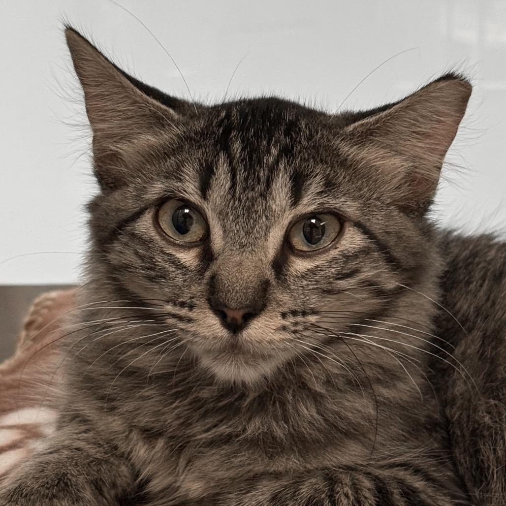 Holiday Inn, Adoptable, Kitten Female Domestic Medium Hair.