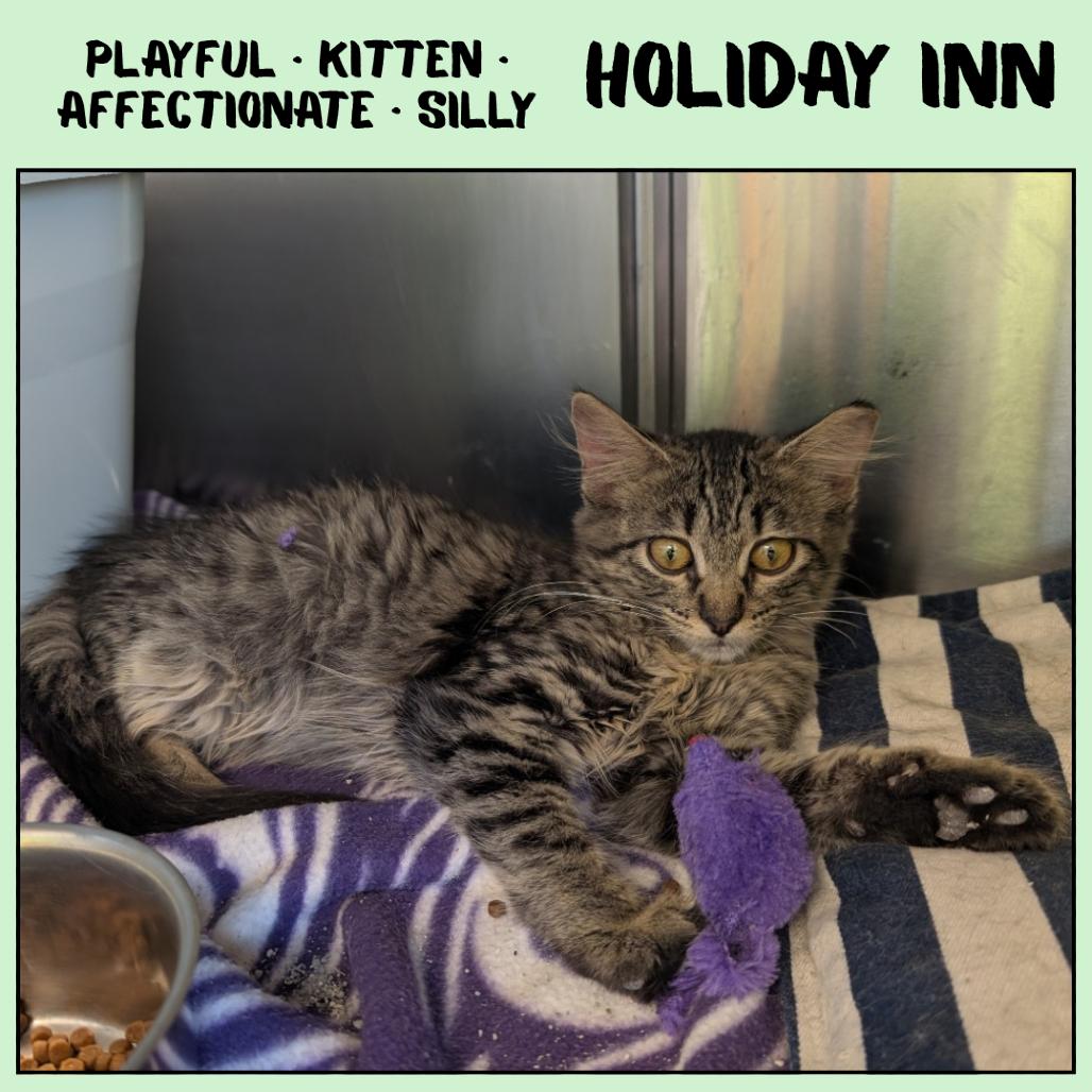 Holiday Inn, a Adoptable Domestic Medium Hair in Ottawa, KS image 2/2