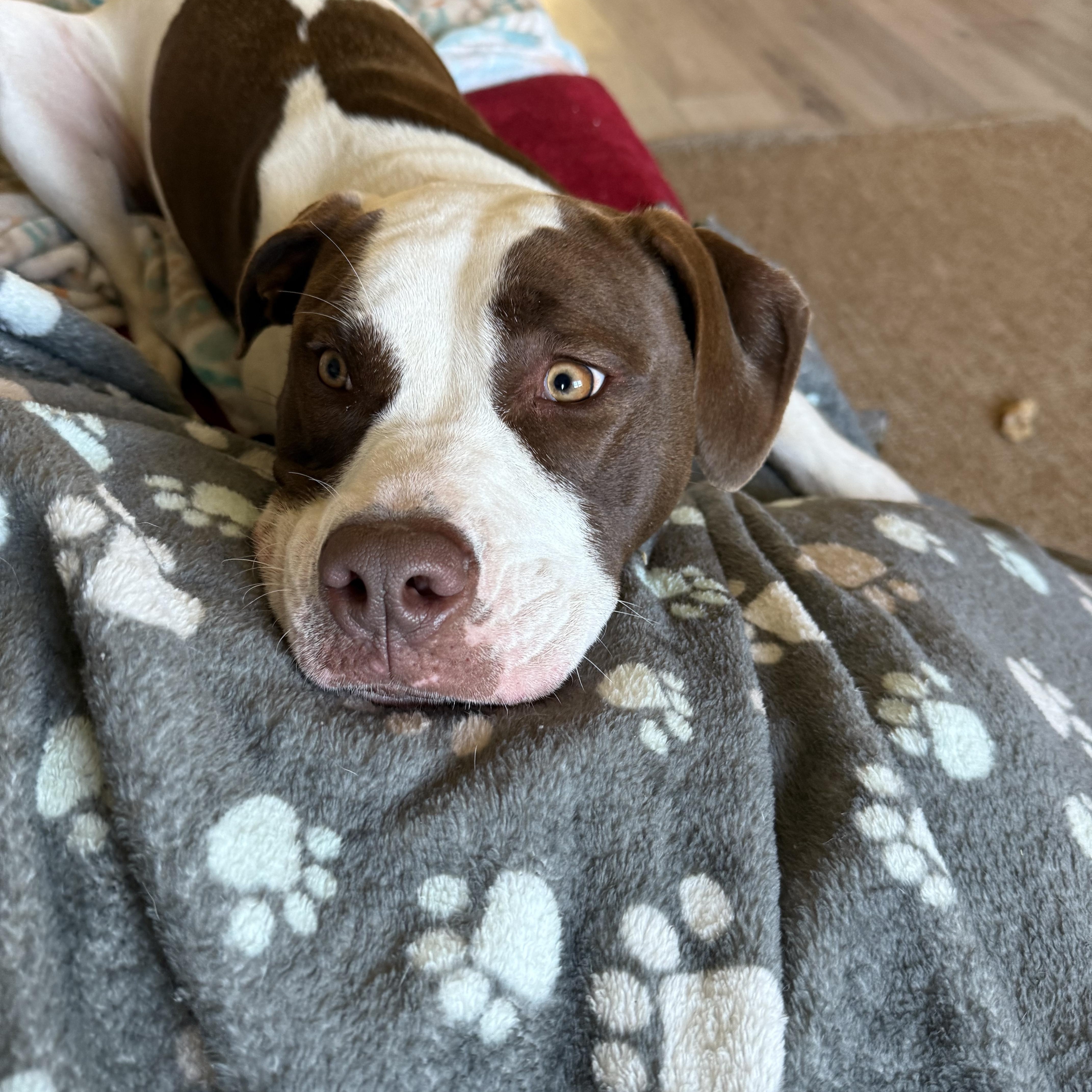 Enlarge Milkshake , an adopted American Bully in Naples, FL image 3/4