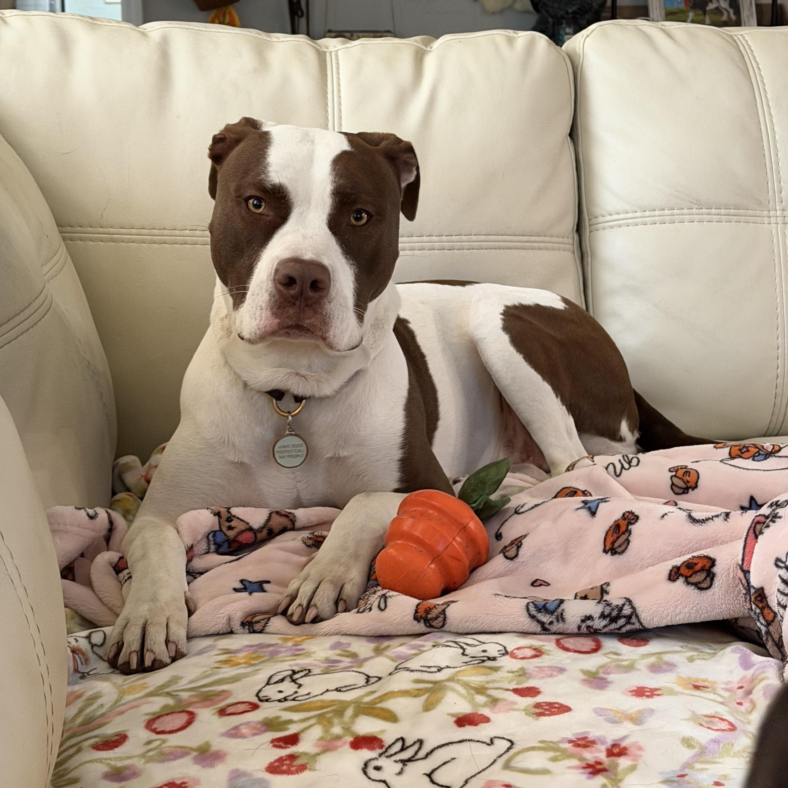Enlarge Milkshake , an adopted American Bully in Naples, FL image 2/4