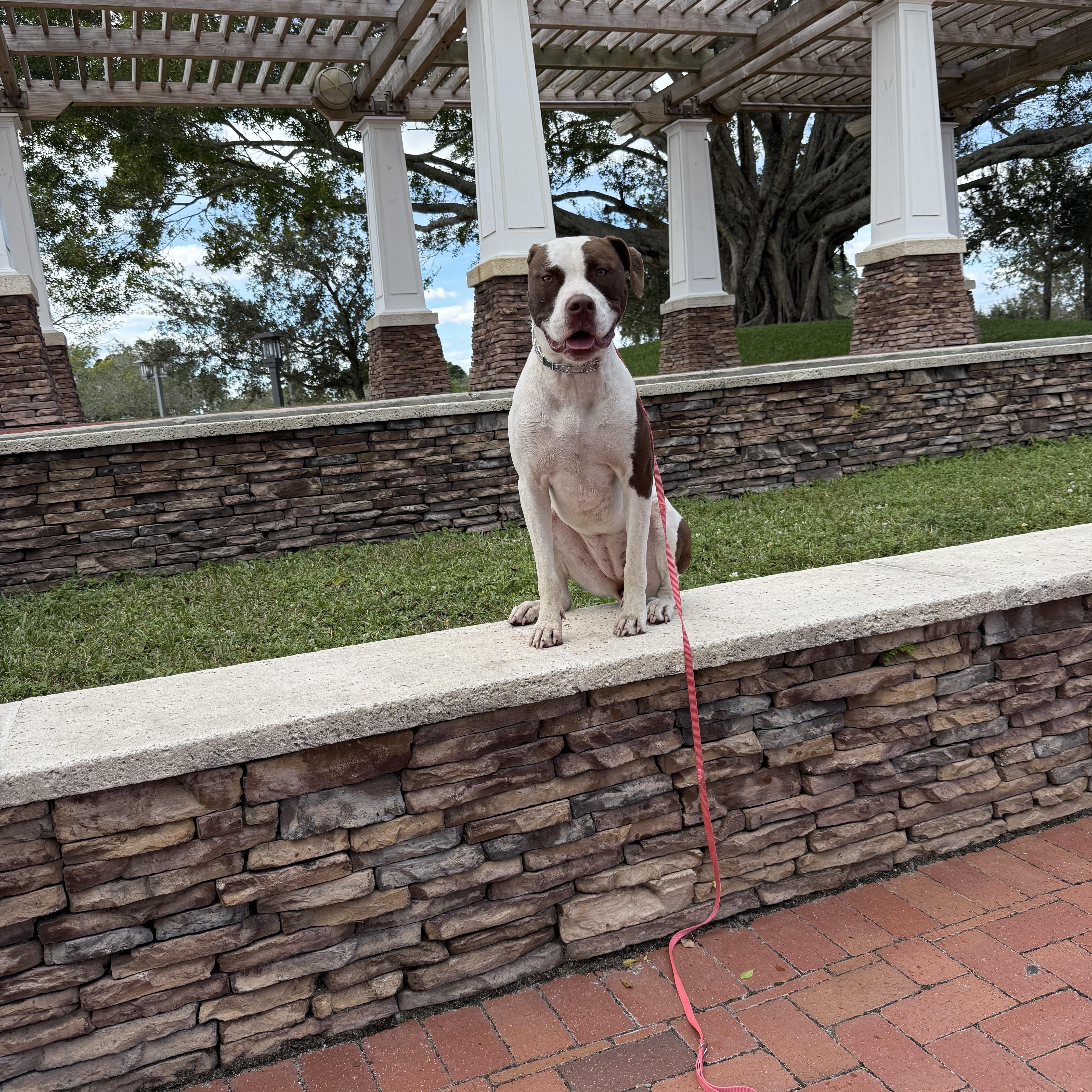 Enlarge Milkshake , an adopted American Bully in Naples, FL image 4/4