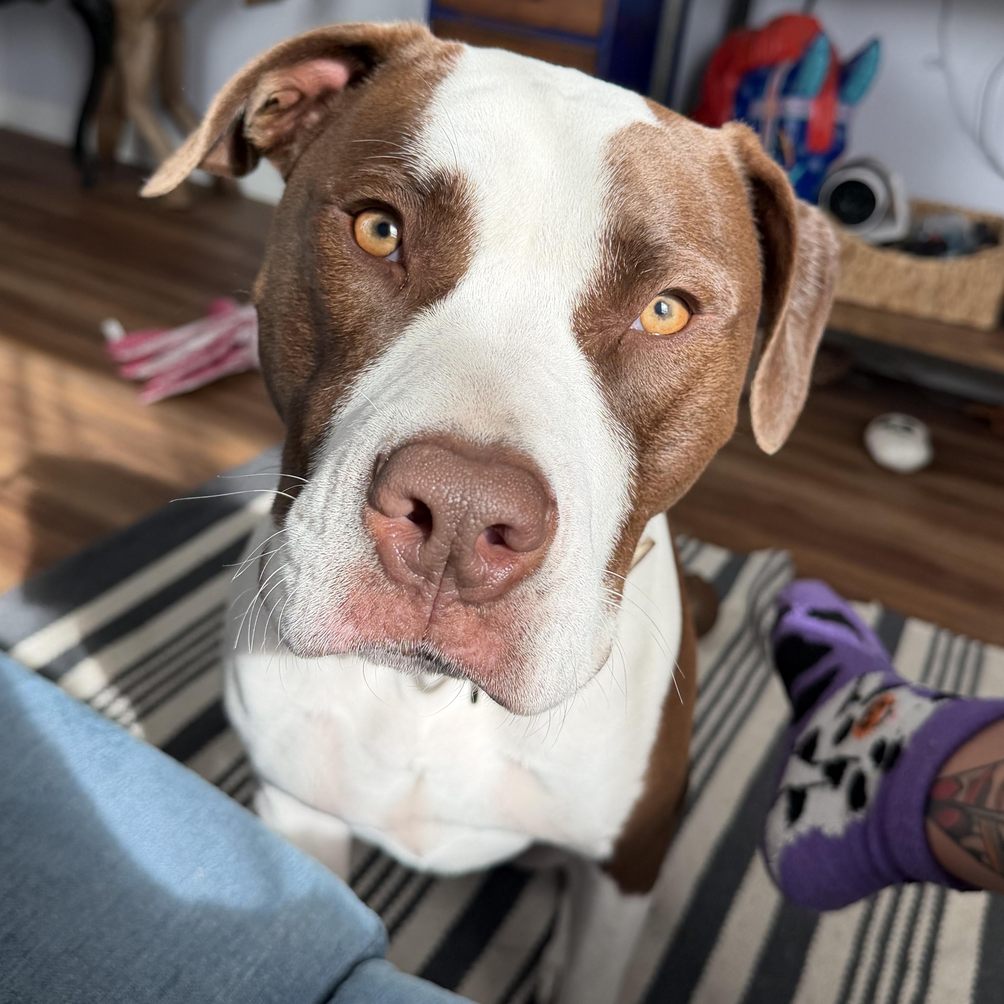 Enlarge Milkshake , an adopted American Bully in Naples, FL image 1/4