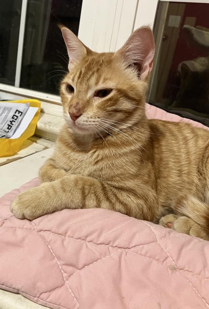 Enlarge Simba, a Adoptable mixed breed in WOLCOTT, CT image 1/6