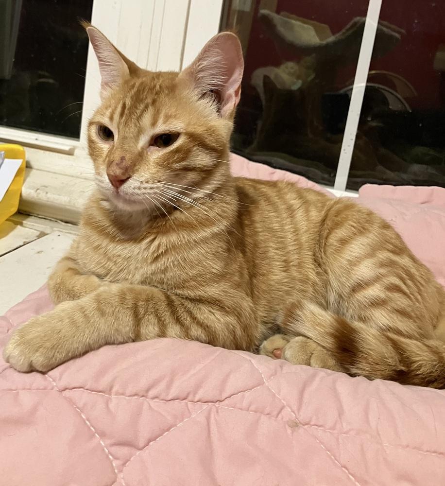 Enlarge Simba, a Adoptable mixed breed in WOLCOTT, CT image 2/6