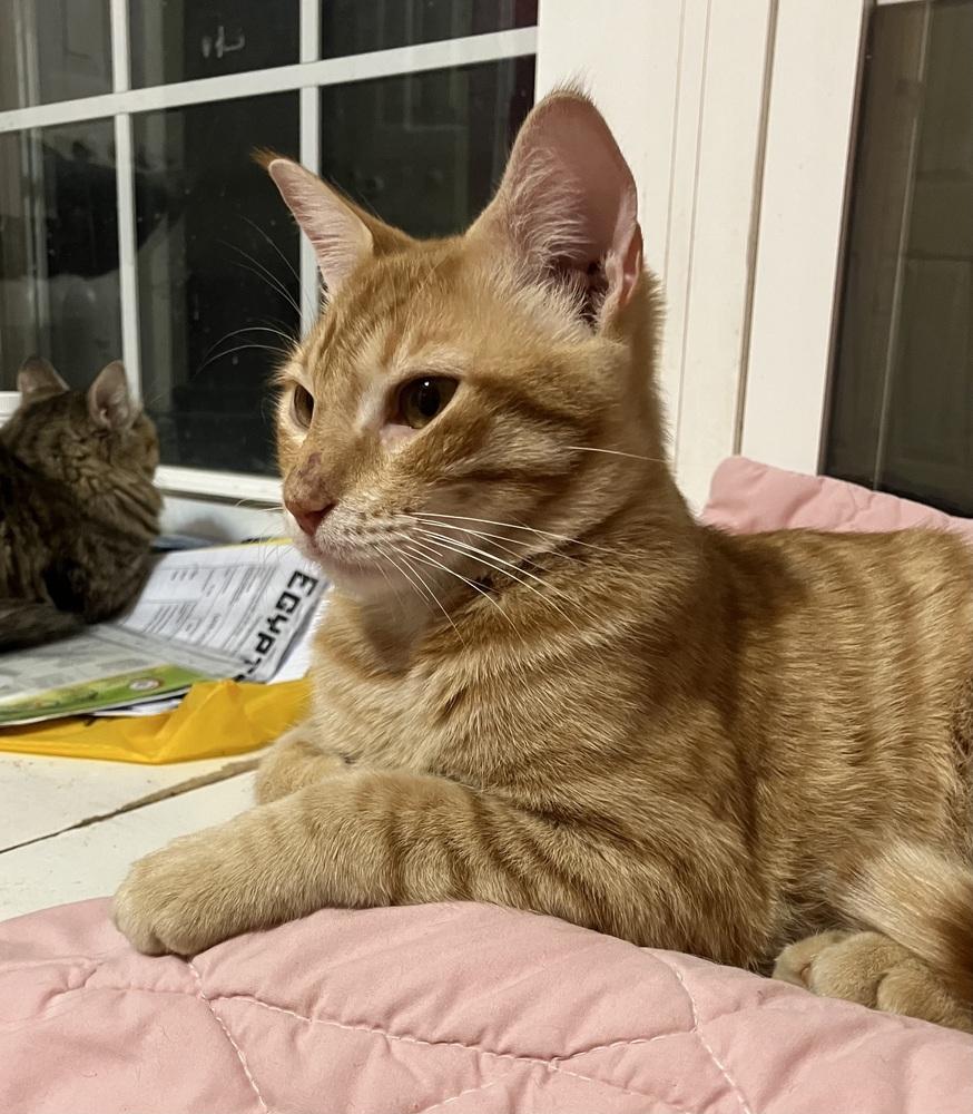 Enlarge Simba, a Adoptable mixed breed in WOLCOTT, CT image 3/6