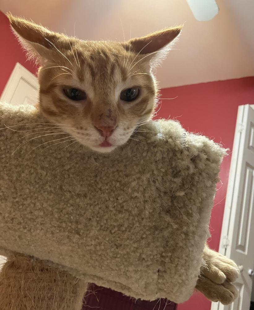 Enlarge Simba, a Adoptable mixed breed in WOLCOTT, CT image 5/6