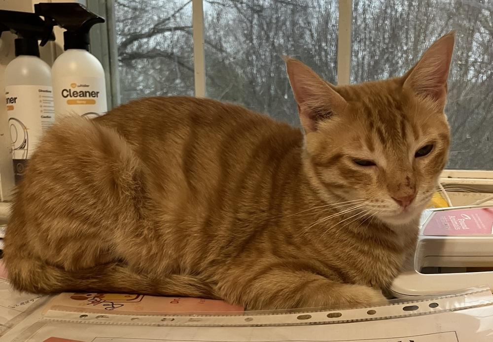 Enlarge Simba, a Adoptable mixed breed in WOLCOTT, CT image 6/6