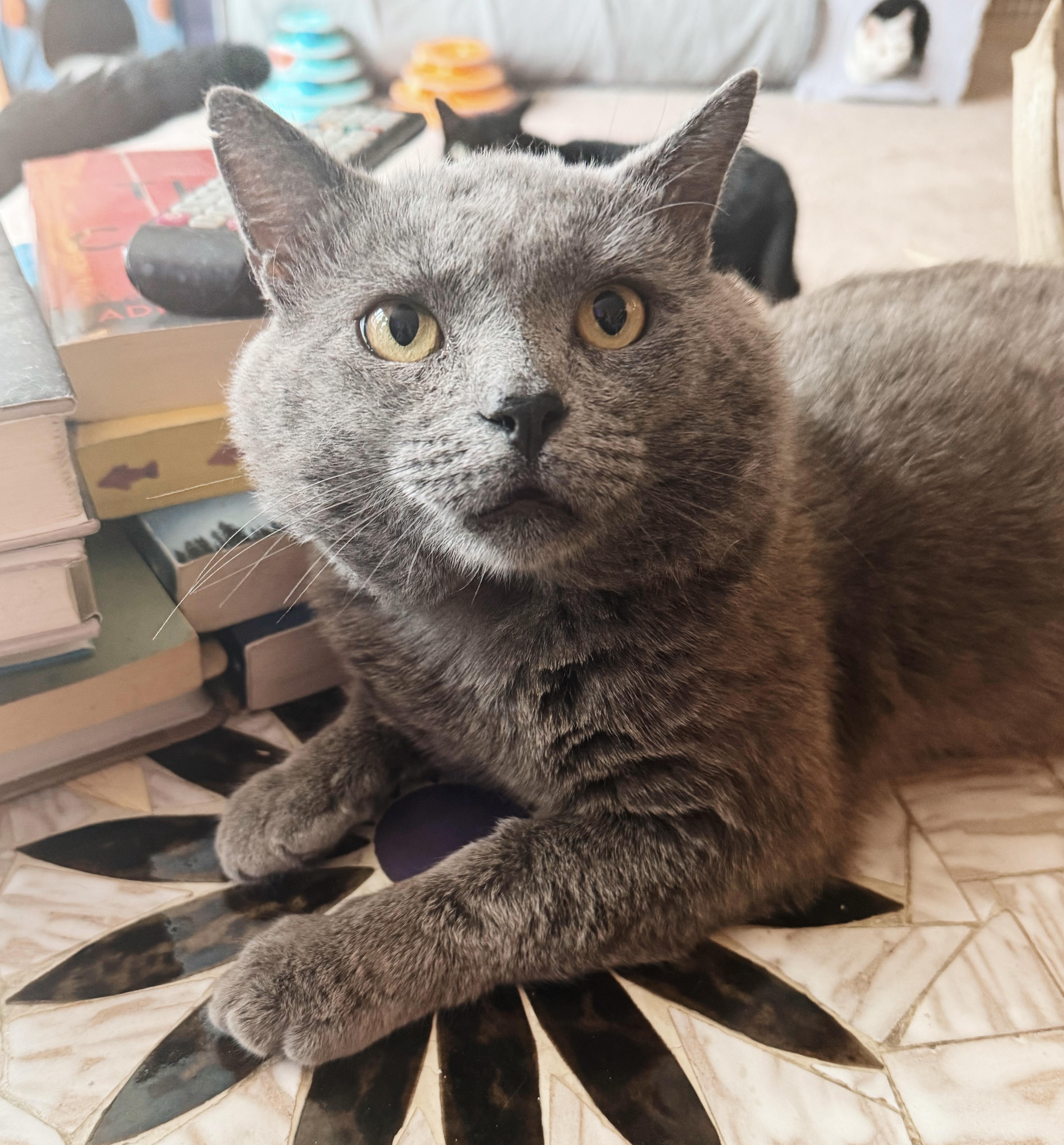 Enlarge Chimney, an adopted mixed breed in Philadelphia, PA image 5/6