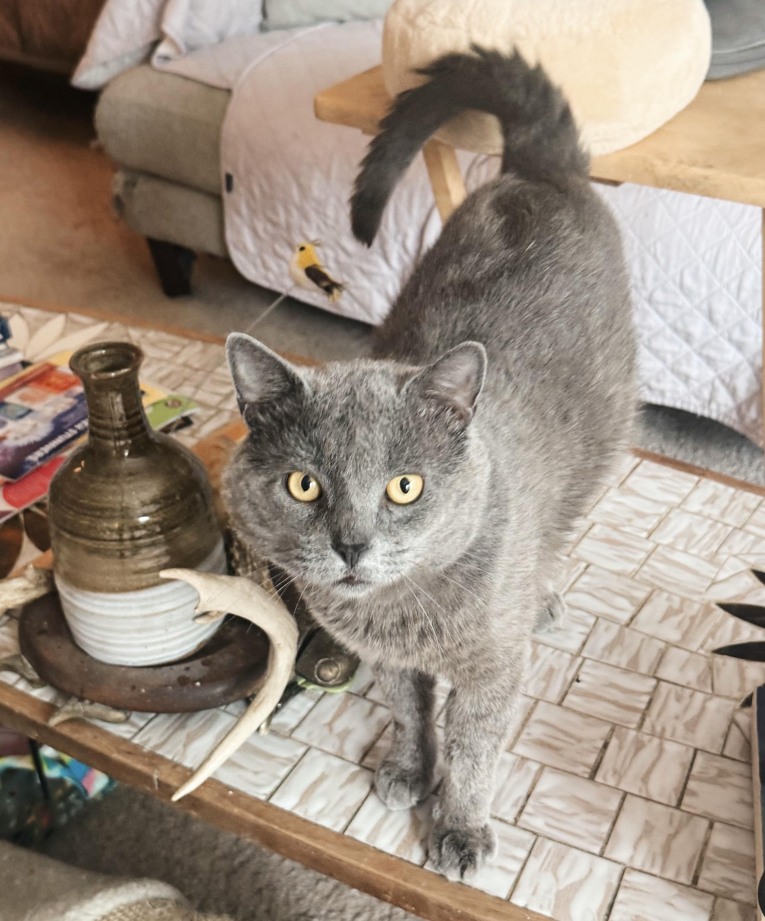 Enlarge Chimney, an adopted mixed breed in Philadelphia, PA image 3/6