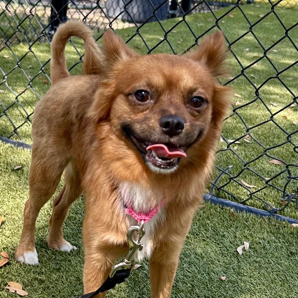 Santi, a Adoptable Mixed Breed in Sarasota, FL image 1/6