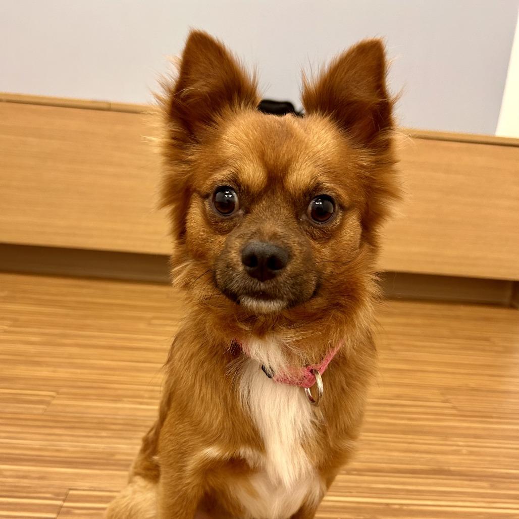 Santi, a Adoptable Mixed Breed in Sarasota, FL image 3/6