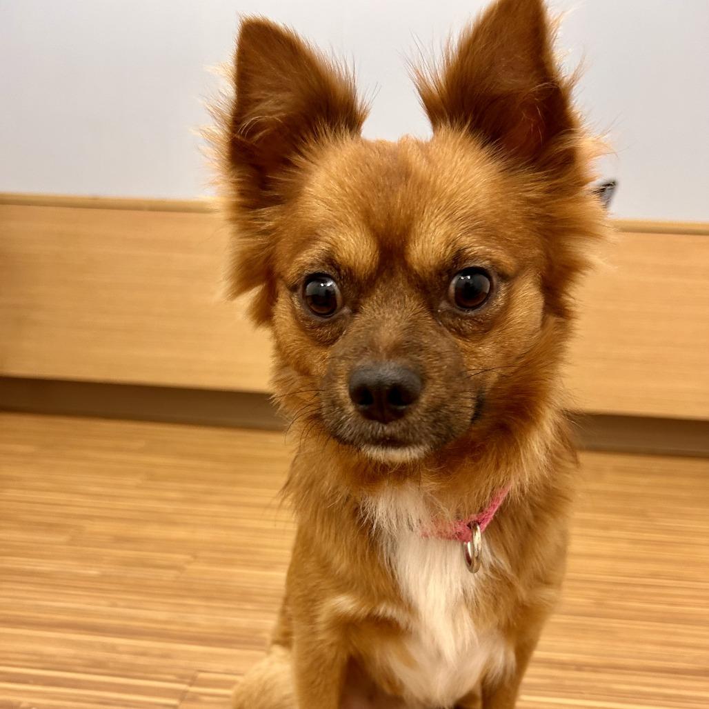 Santi, a Adoptable Mixed Breed in Sarasota, FL image 4/6