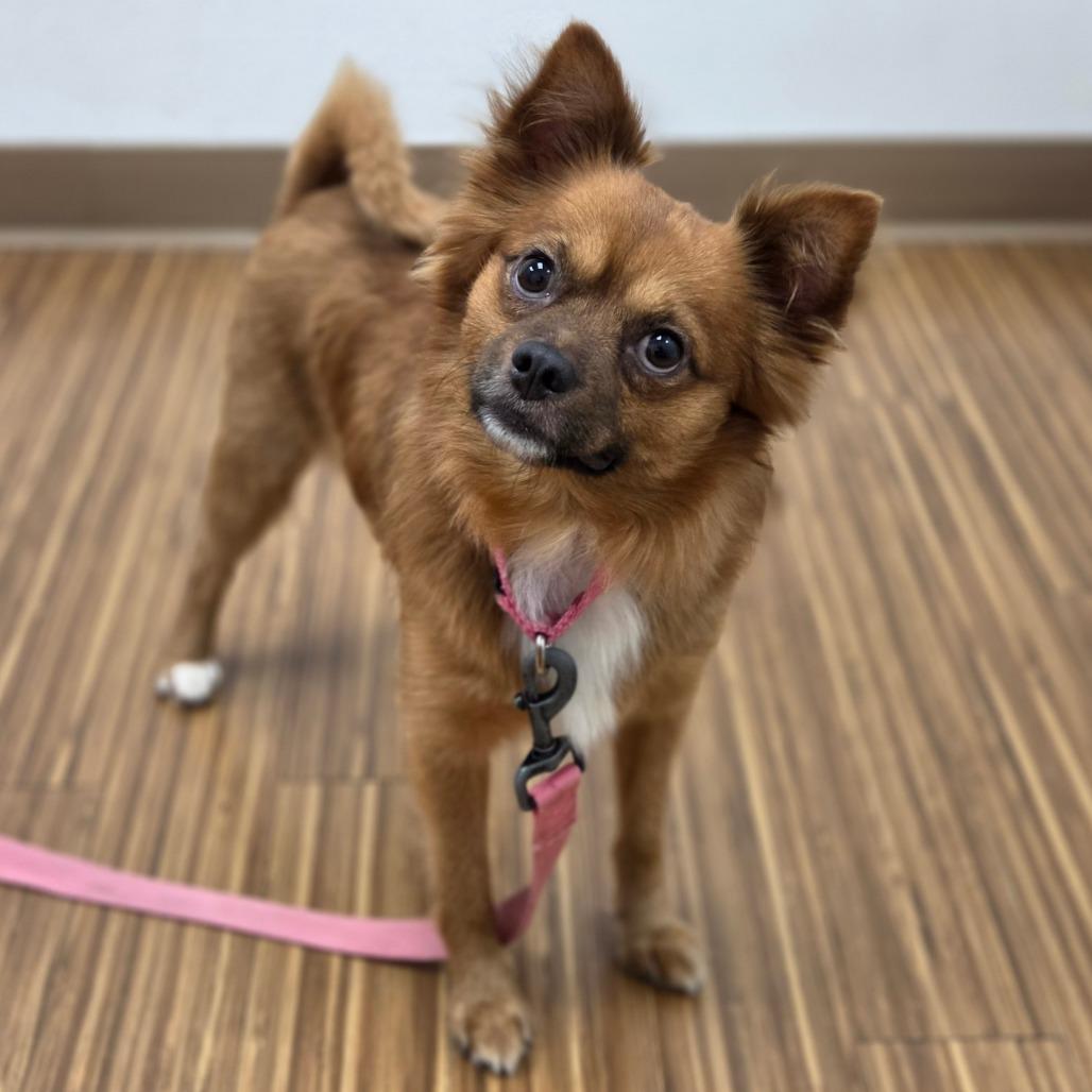 Enlarge Santi, a Adoptable Mixed Breed in Sarasota, FL image 3/6