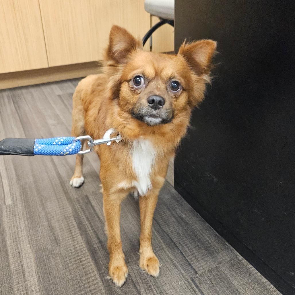 Santi, a Adoptable Mixed Breed in Sarasota, FL image 5/6