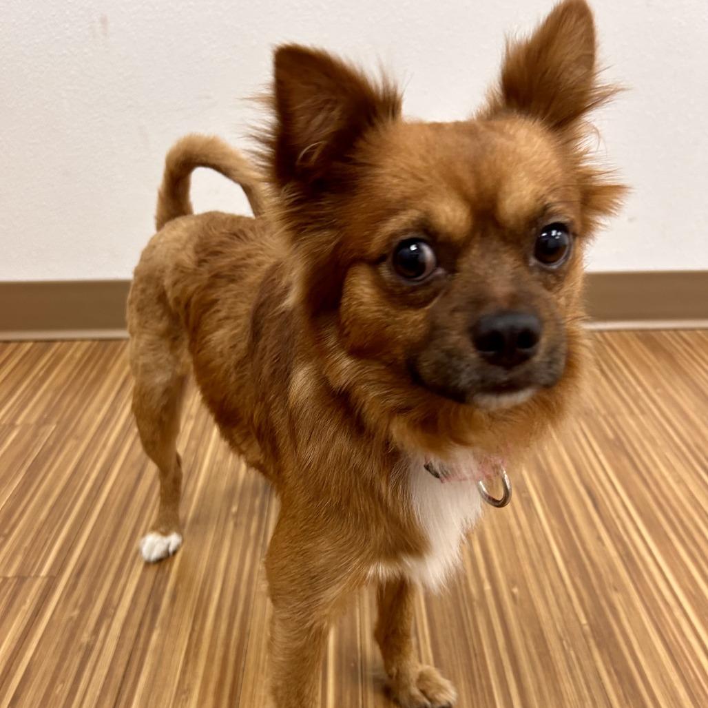 Enlarge Santi, a Adoptable Mixed Breed in Sarasota, FL image 5/6