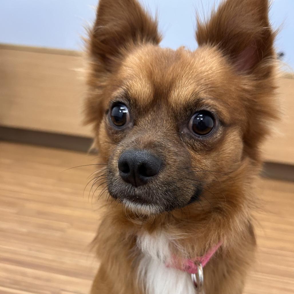 Santi, a Adoptable Mixed Breed in Sarasota, FL image 6/6