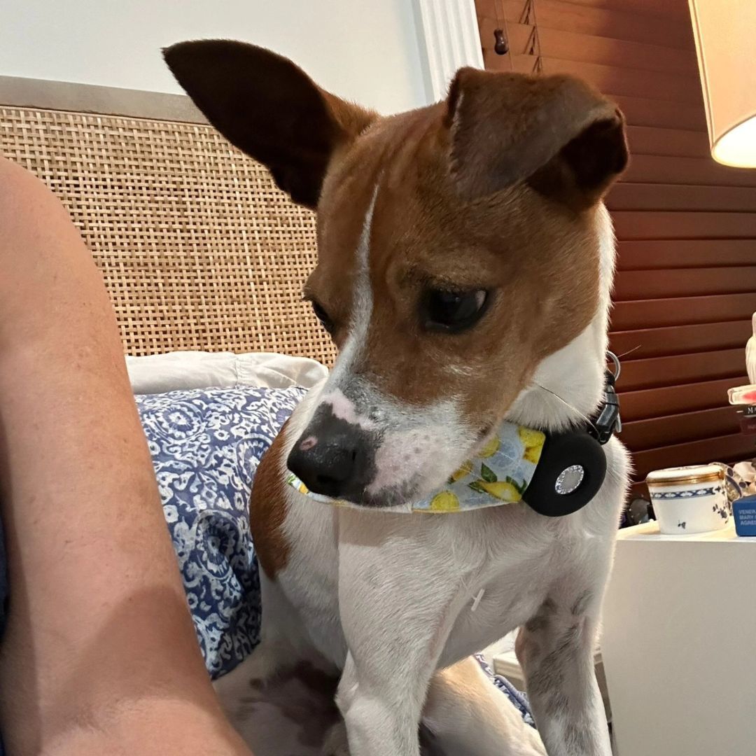 Enlarge Luke, a Adoptable Jack Russell Terrier in Miami, FL image 6/6