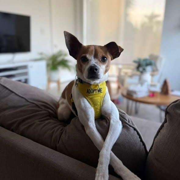 Enlarge Luke, a Adoptable Jack Russell Terrier in Miami, FL image 1/6